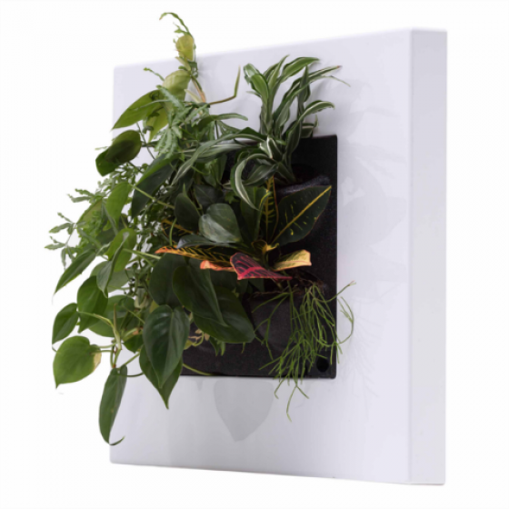 LivePicture GO Weiss, Pflanzenbild von Mobilane, Innenraumbegrünung, Platzeinsparung, Arbeitsklima, Dekoration und als Geschenkidee